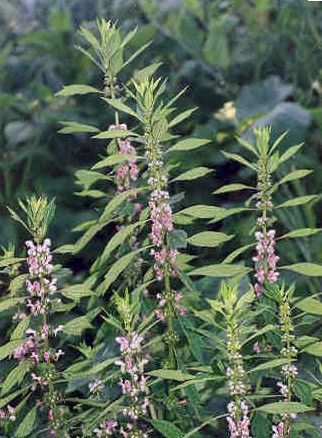 Motherwort seed Leonurus cardiaca